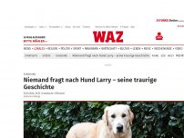 Bild zum Artikel: Fundhund: Niemand fragt nach Hund Larry – seine traurige Geschichte