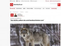 Bild zum Artikel: 'Die Wölfe saßen da und beobachteten uns'