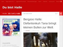 Bild zum Artikel: Bergzoo Halle: Elefantenkuh Tana bringt kleinen Bullen zur Welt